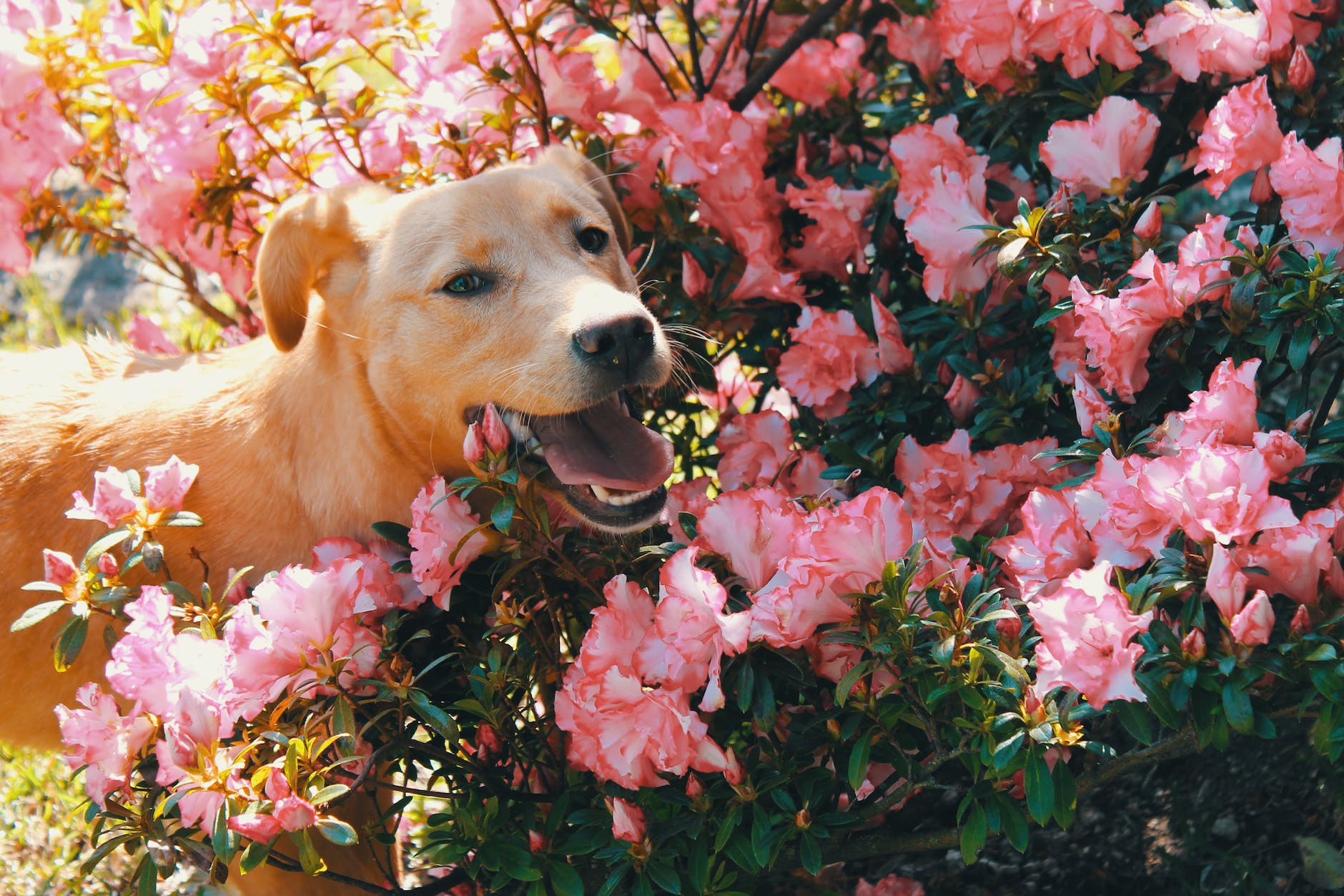 15 Dog-Safe Plants You Can Add to Your Garden Right Now
